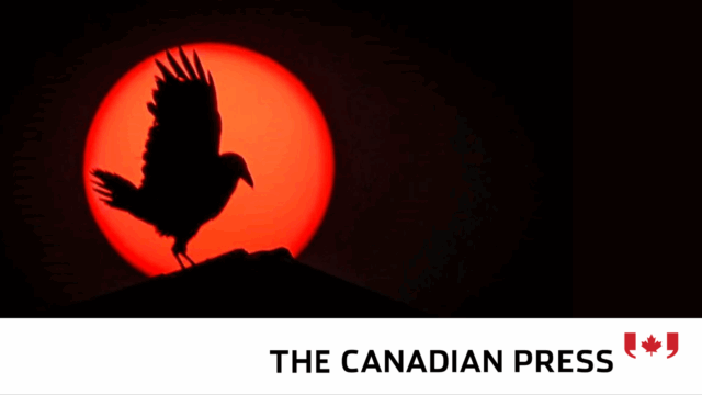 Photo of a bird with wing up in front of the moon.
