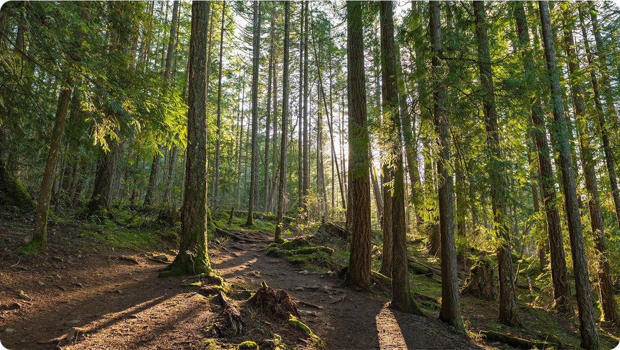 A photograph of a dense forest with tall trees in Alberta.