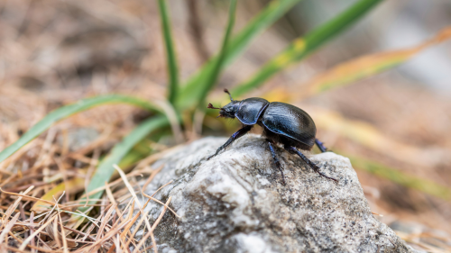 Photo of a Pine Beetle on a rock.